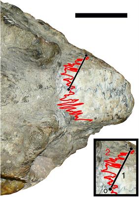 Elevated Cranial Sutural Complexity in Burrowing Dicynodonts